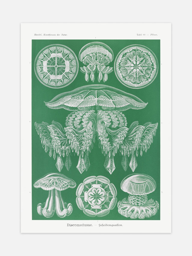 Ernst Haeckel - Artforms in...