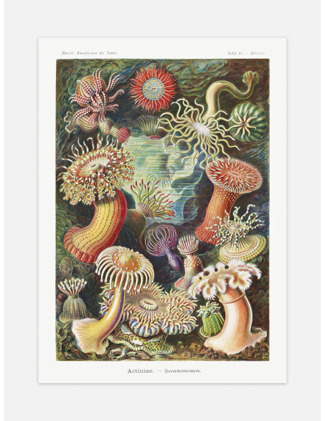 Ernst Haeckel - Artforms in nature - No. 49