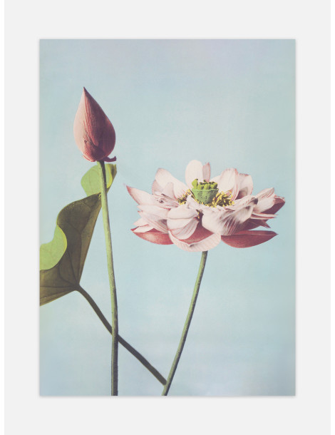Lotus flowers - Ogawa Kazumaza