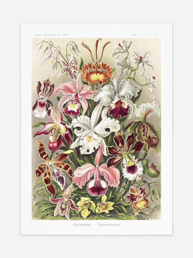 Ernst Haeckel - Artforms in...