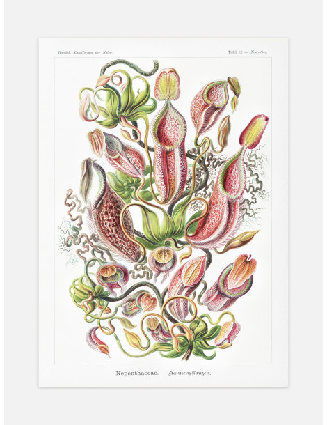 Ernst Haeckel - Artforms in nature - No. 62